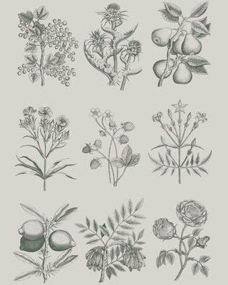 RHS Botanical Drawings DeCoupage Papers